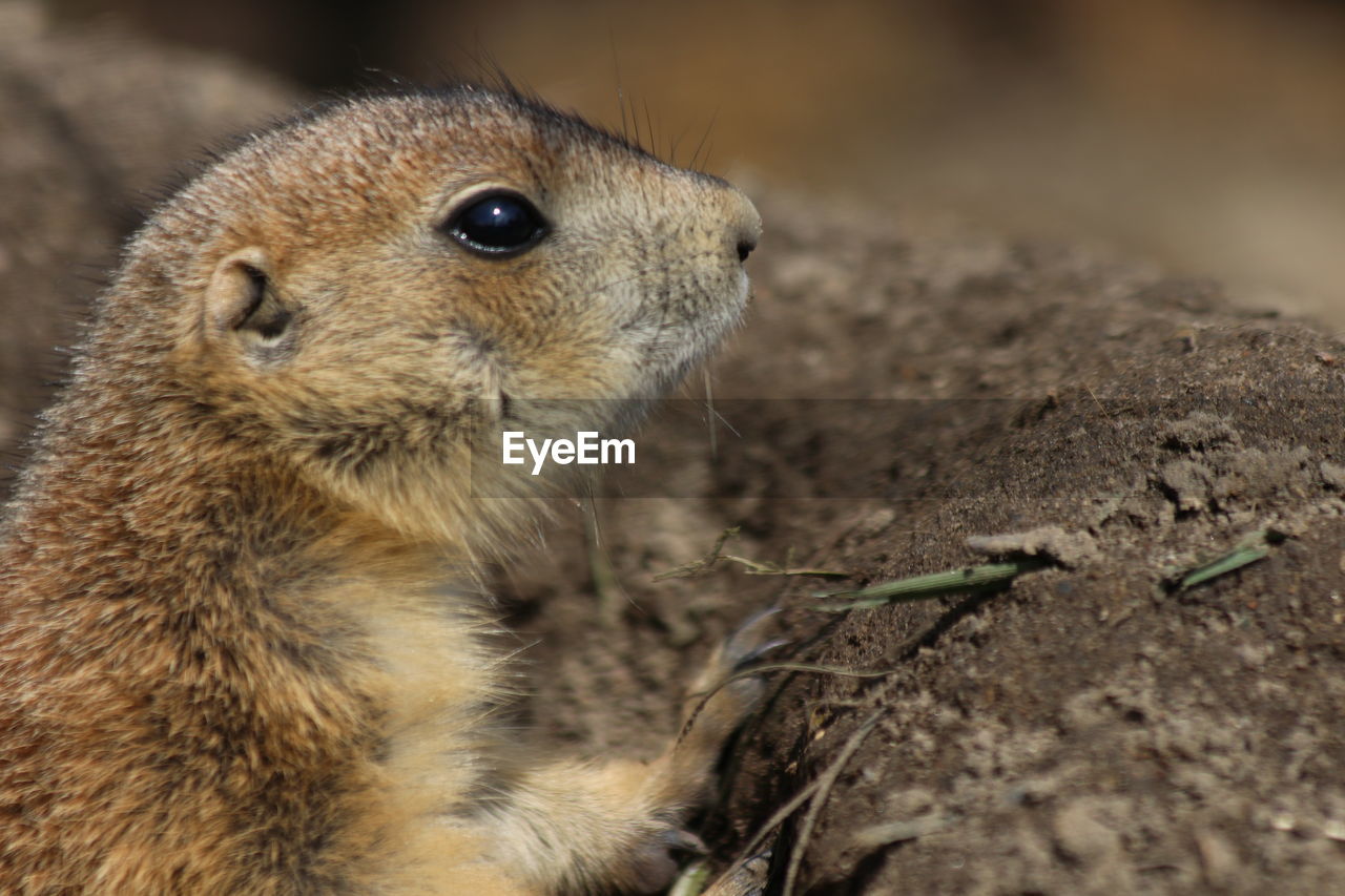 CLOSE-UP OF A SQUIRREL