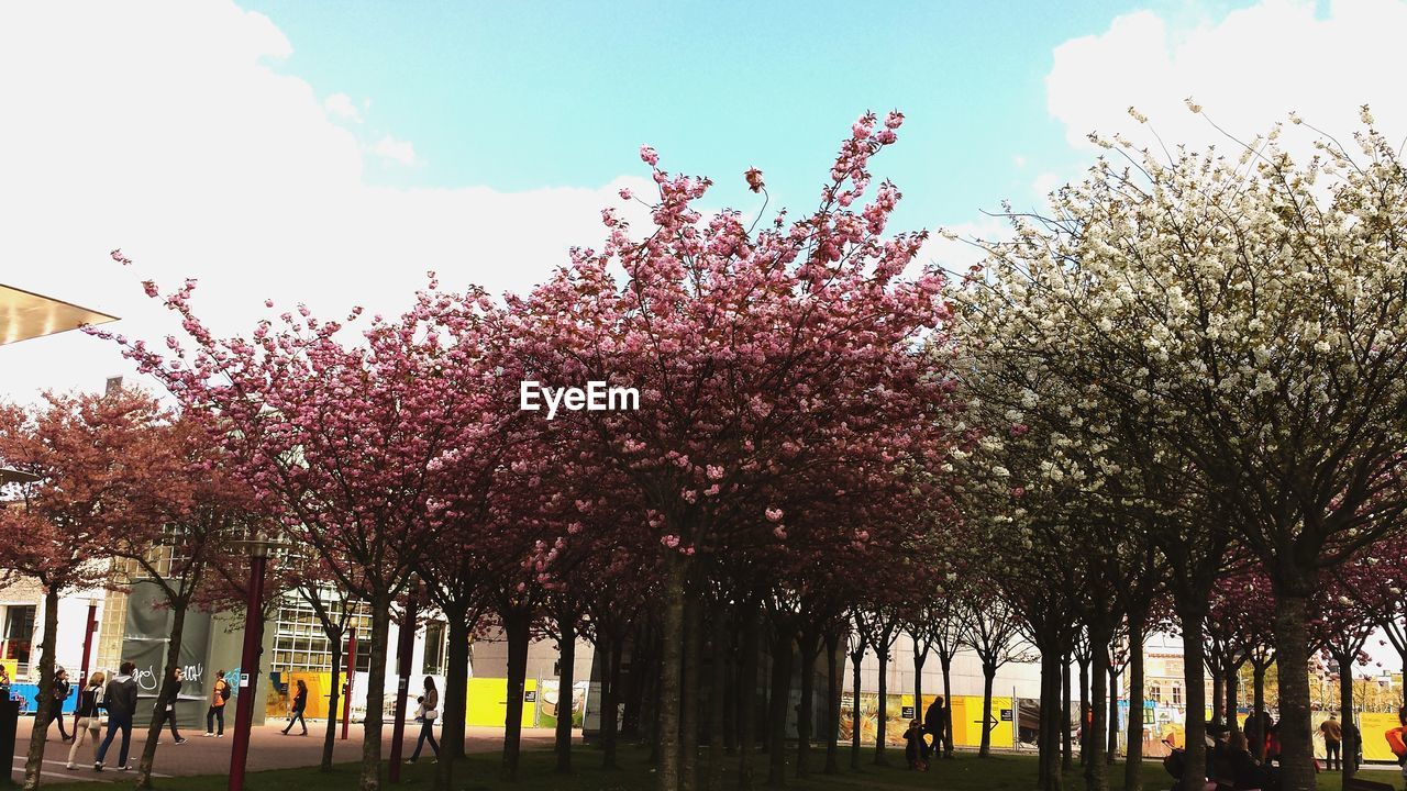 Cherry blossom trees at museumplein park against sky