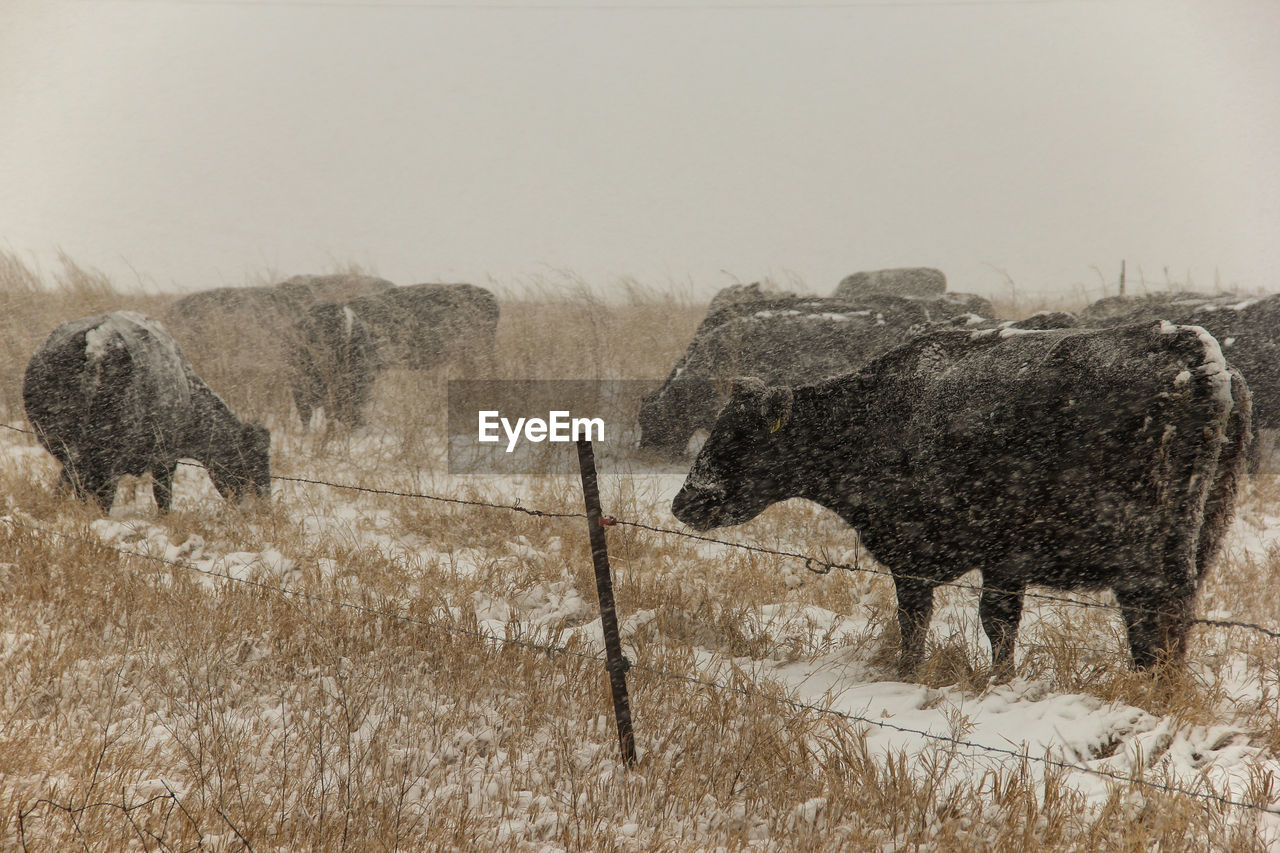 American bison grazing on field during winter