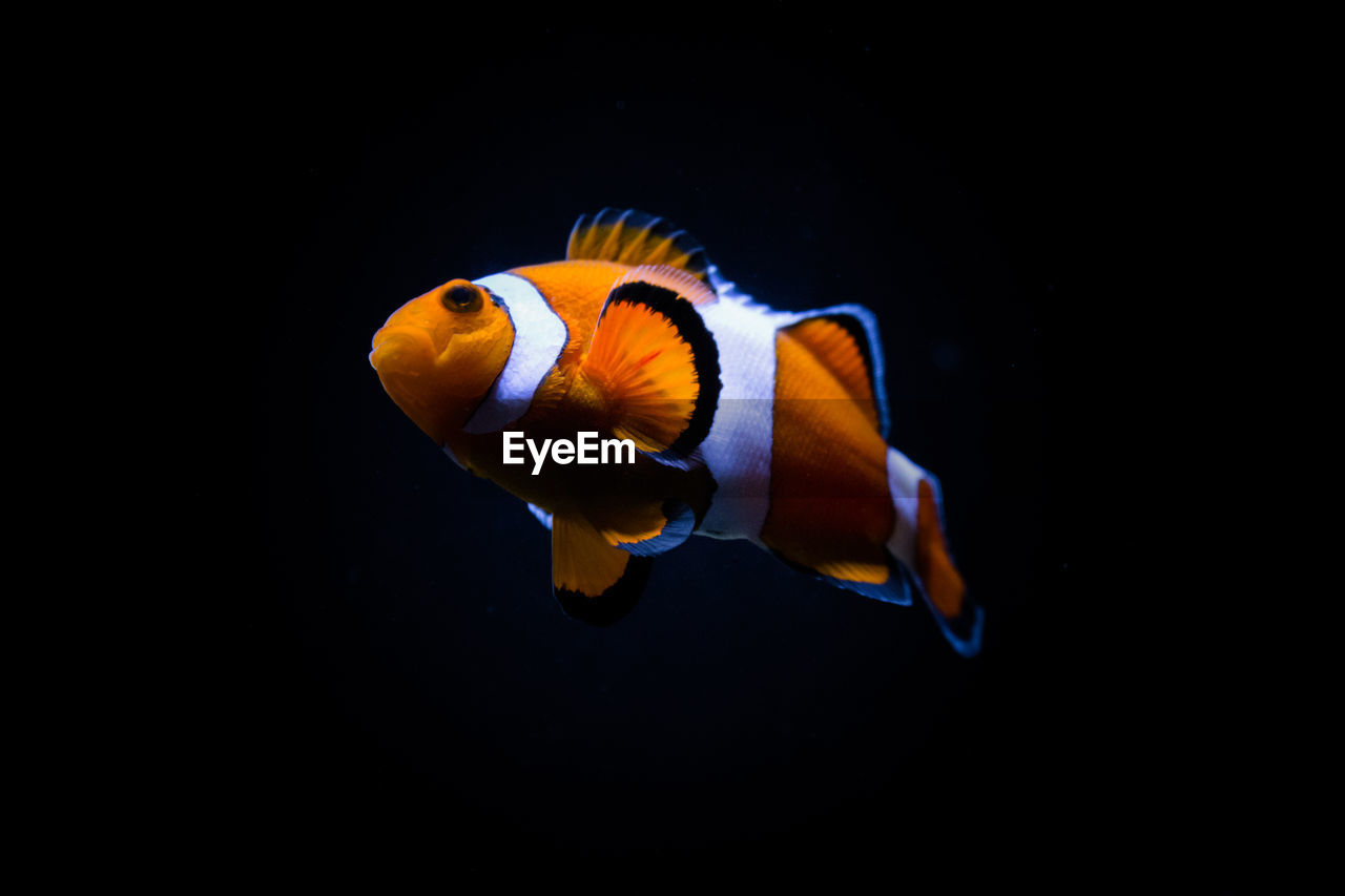 CLOSE-UP OF FISH SWIMMING UNDERWATER