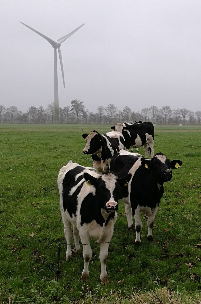 COW STANDING ON FIELD BY FARM AGAINST SKY