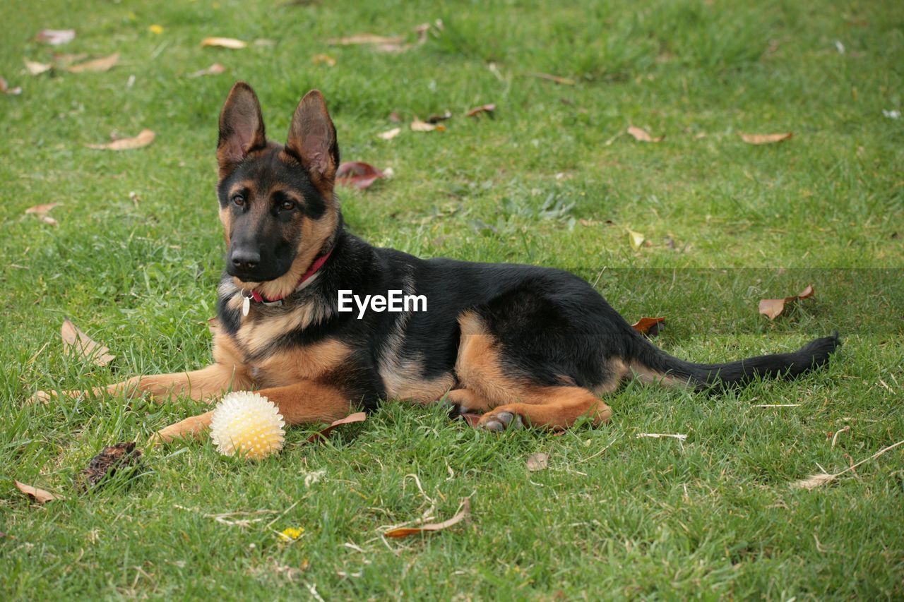 pet, dog, animal themes, mammal, one animal, animal, domestic animals, canine, grass, german shepherd, plant, nature, east-european shepherd, relaxation, green, no people, field, lying down, portrait, land, day, outdoors, carnivore, looking at camera, purebred dog, black, resting