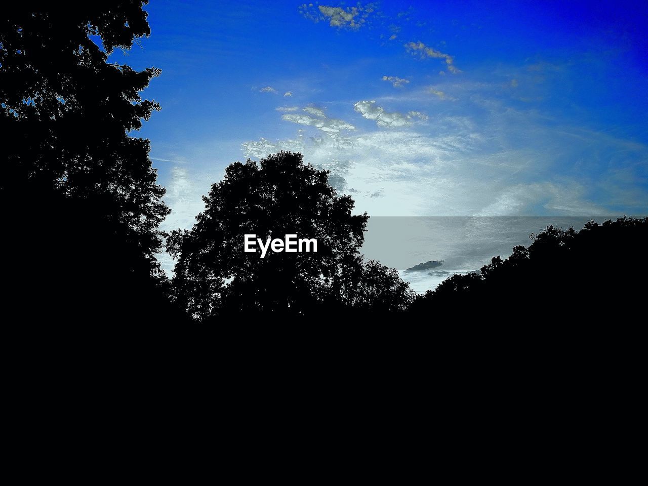 LOW ANGLE VIEW OF SILHOUETTE TREES AGAINST CLEAR SKY