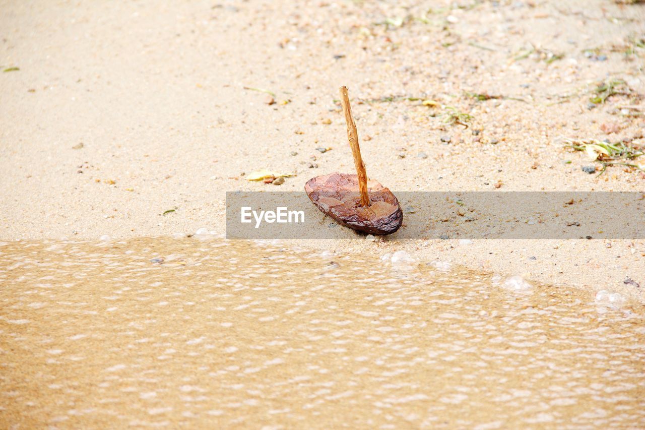 CLOSE-UP OF CRAB ON SAND