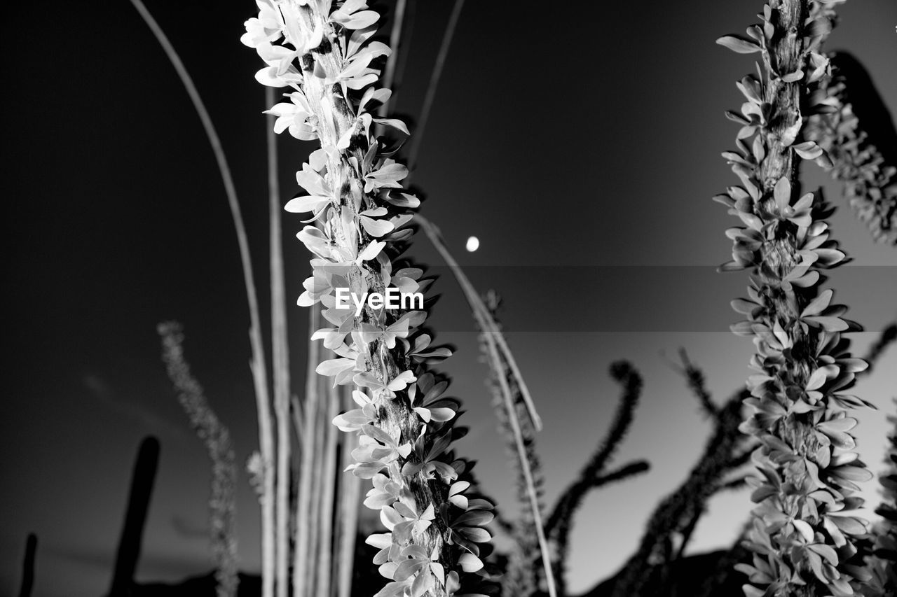 LOW ANGLE VIEW OF PLANTS