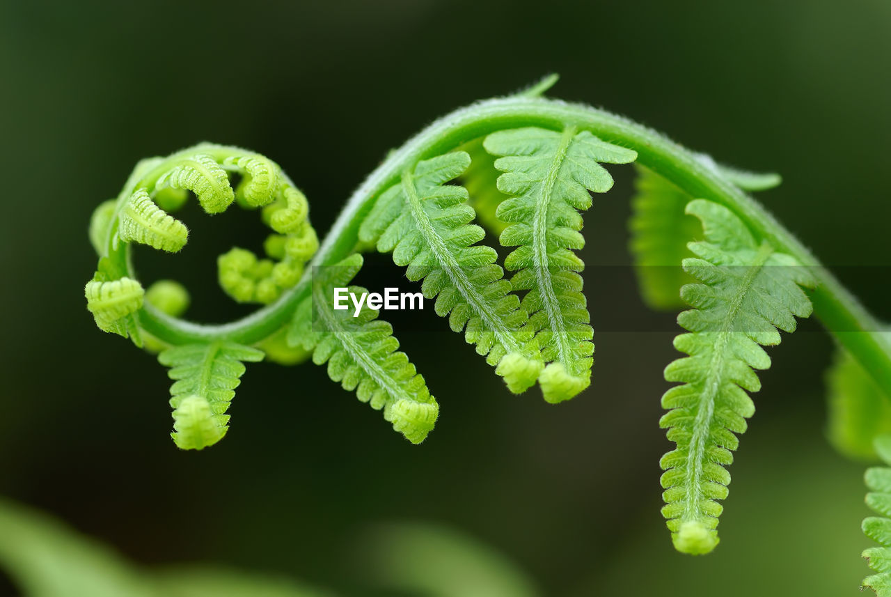 CLOSE-UP OF LEAVES