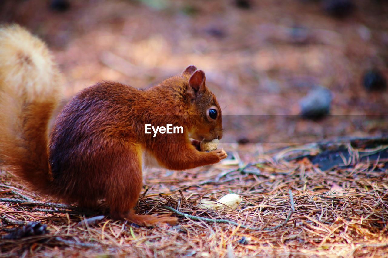 CLOSE-UP OF SQUIRREL ON FIELD