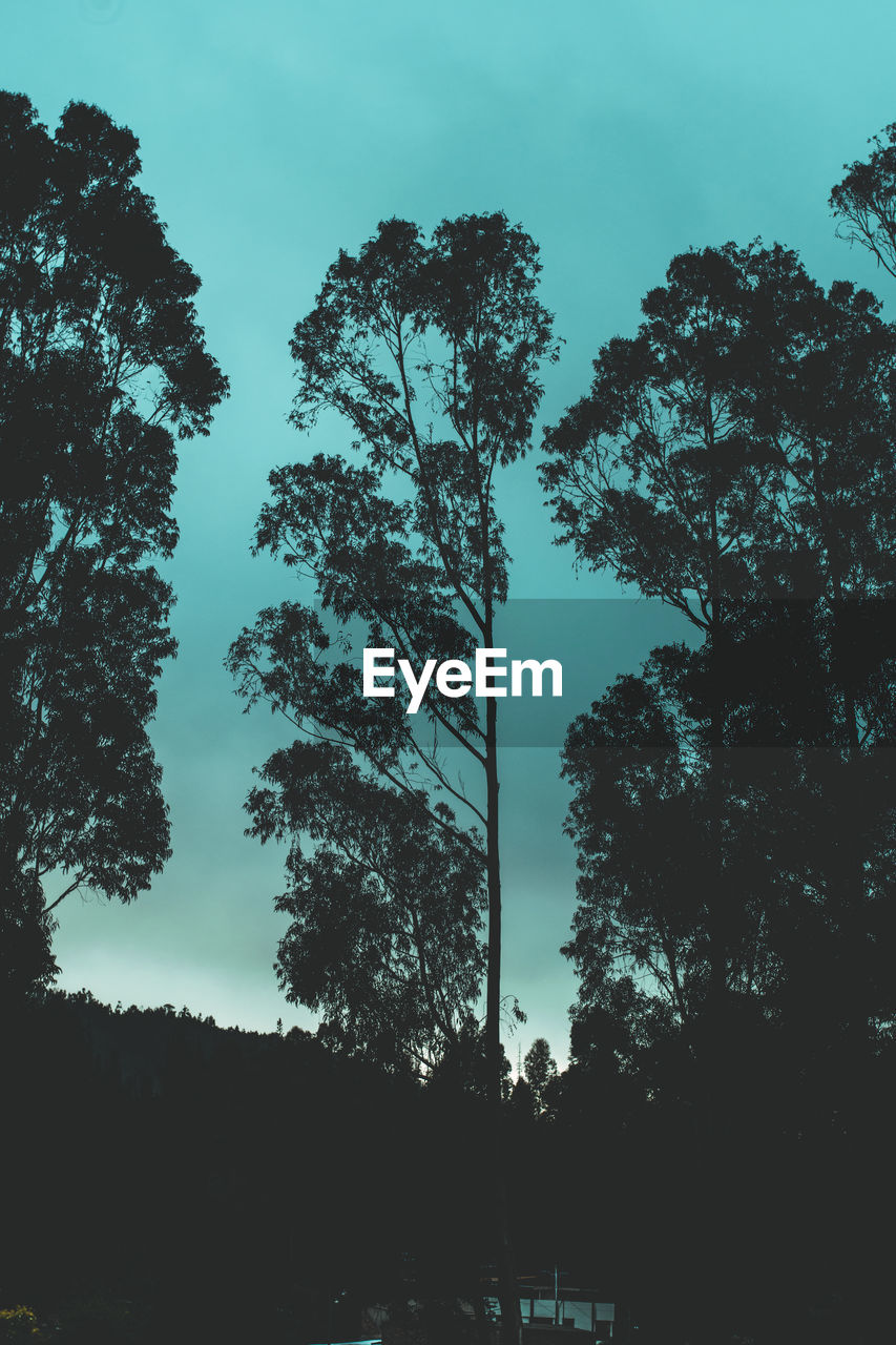 LOW ANGLE VIEW OF TREES IN FOREST AGAINST SKY