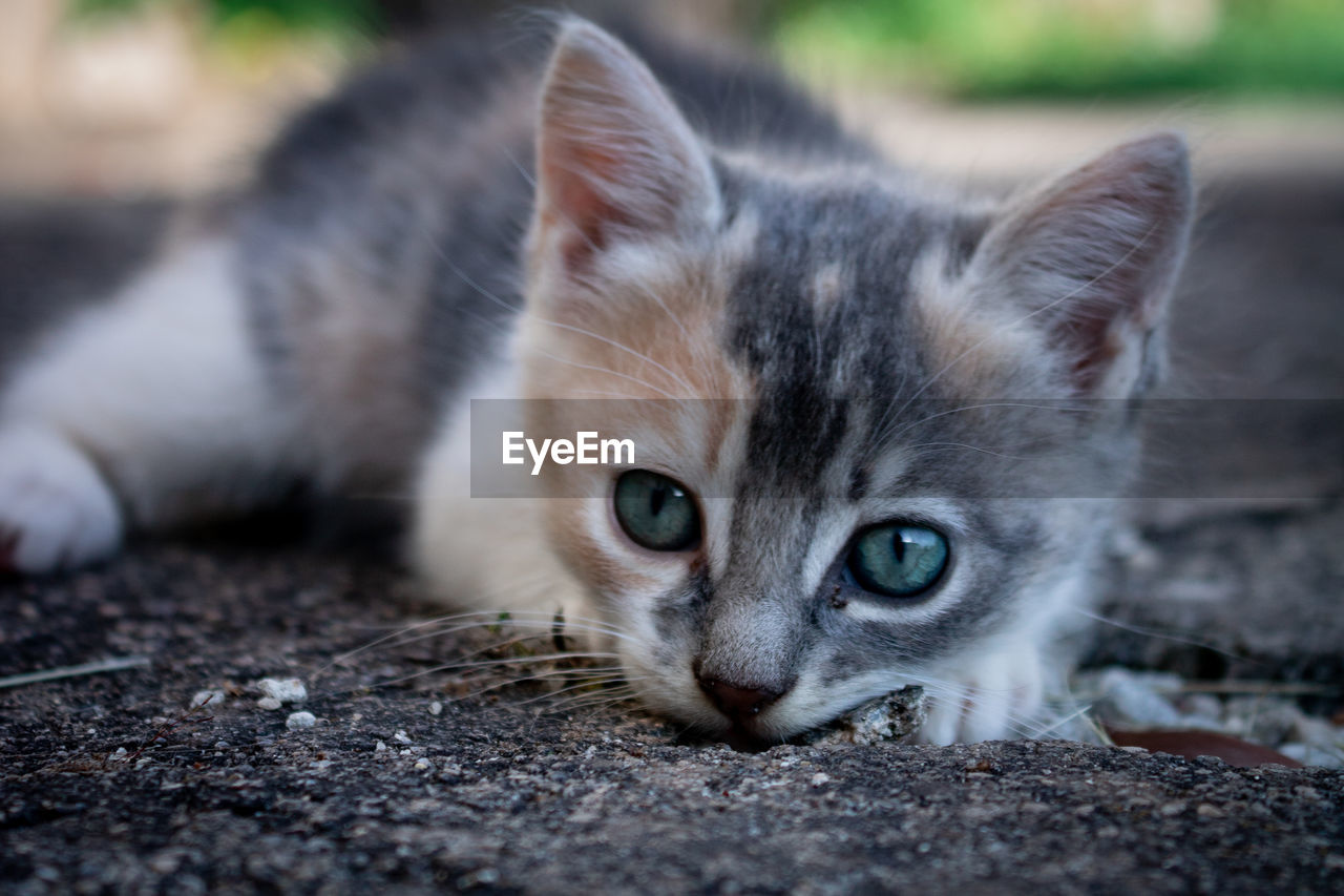 Close-up portrait of a cute cat