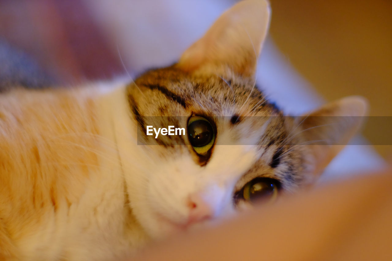 Close-up portrait of cat at home