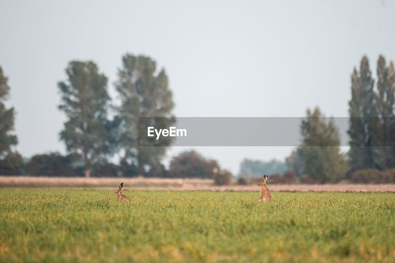 plant, field, tree, grass, landscape, land, nature, plain, prairie, animal themes, animal, sky, mammal, rural area, agriculture, grassland, environment, meadow, rural scene, pasture, day, animal wildlife, morning, outdoors, one animal, domestic animals, sports, wildlife, selective focus, natural environment, no people