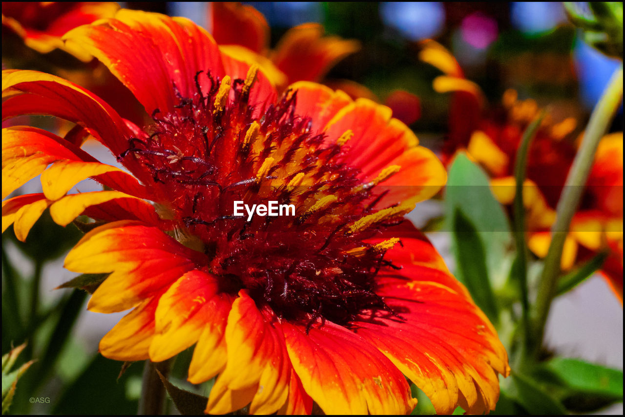 Close-up of red flower