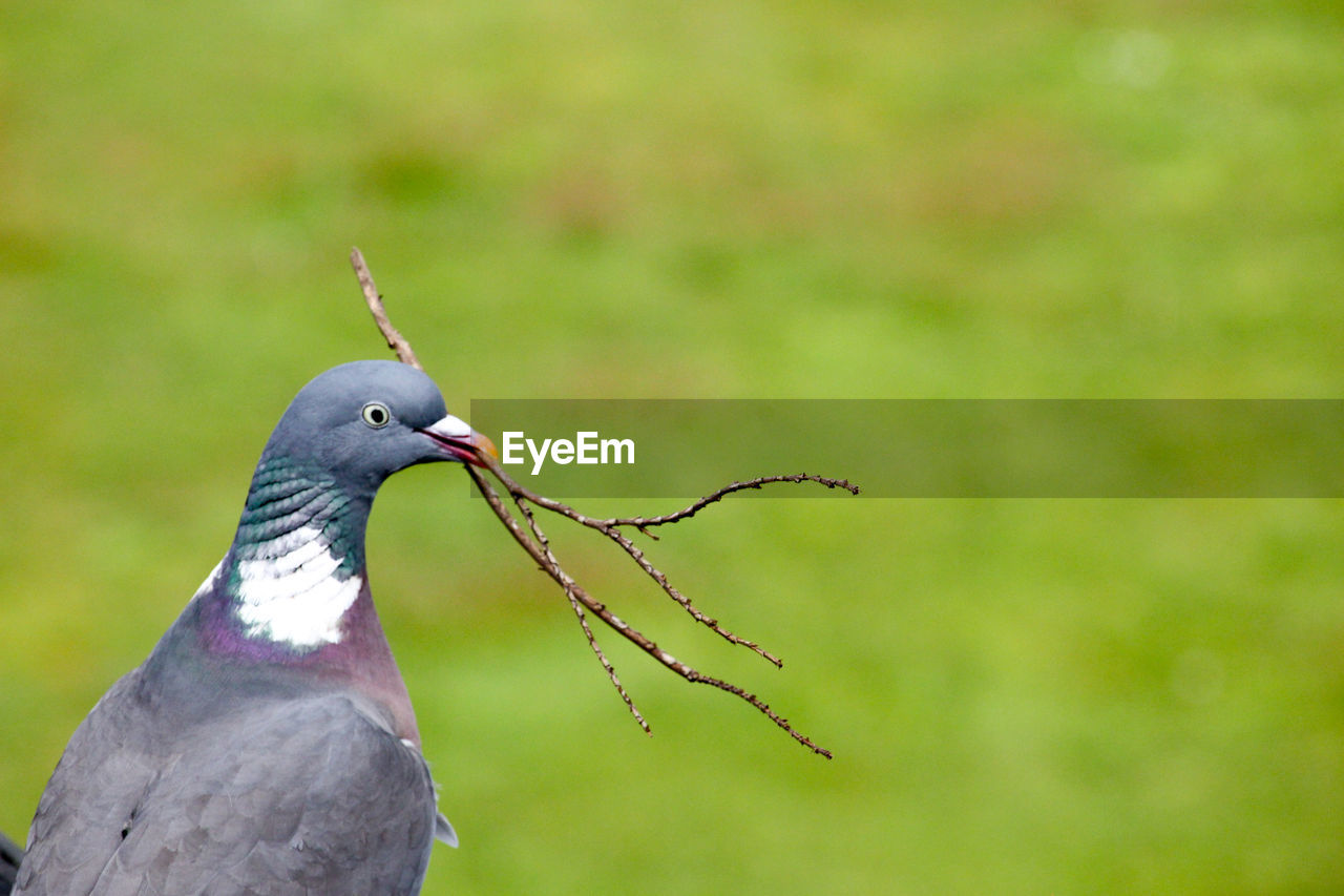 Close-up of bird perching on branch