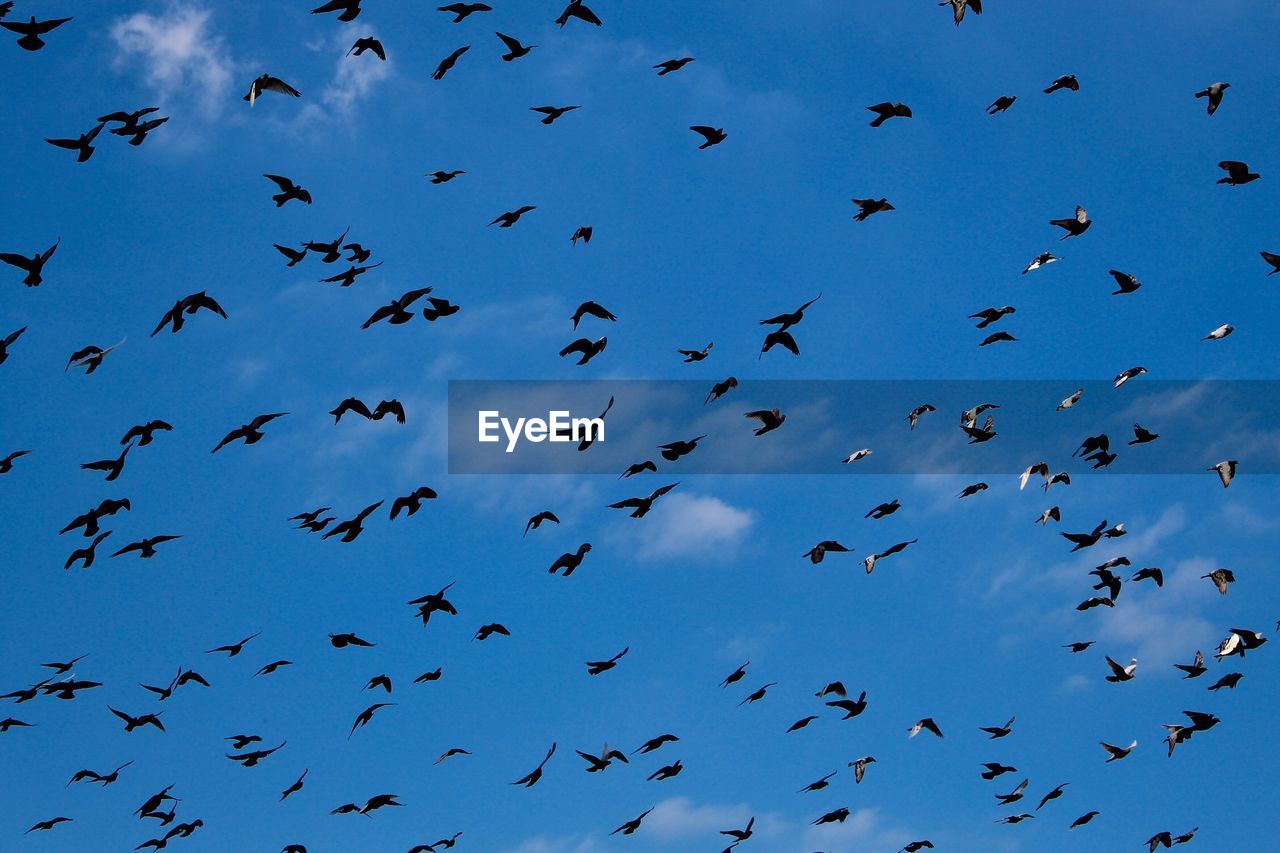 LOW ANGLE VIEW OF BIRDS FLYING