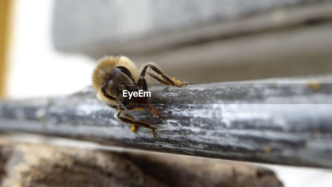 Close-up of honeybee on stem against blurred background