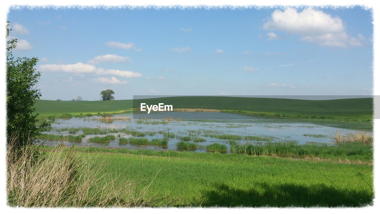 View of wetland