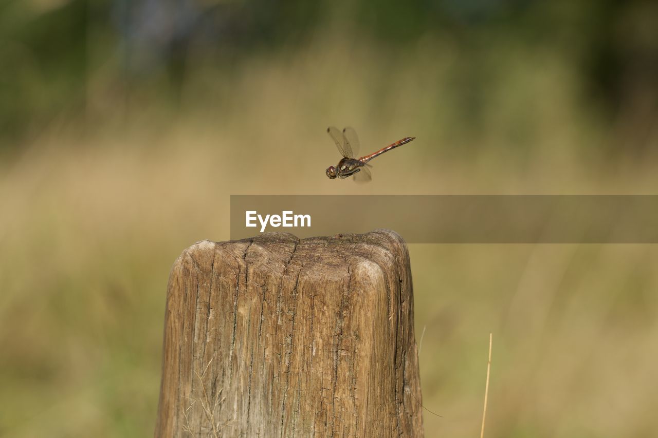 animal wildlife, animal themes, wildlife, animal, nature, one animal, dragonfly, insect, focus on foreground, bird, flying, wood, no people, animal wing, grass, day, close-up, wooden post, outdoors, plant, post, macro photography, dragonflies and damseflies, prairie, animal body part, beauty in nature