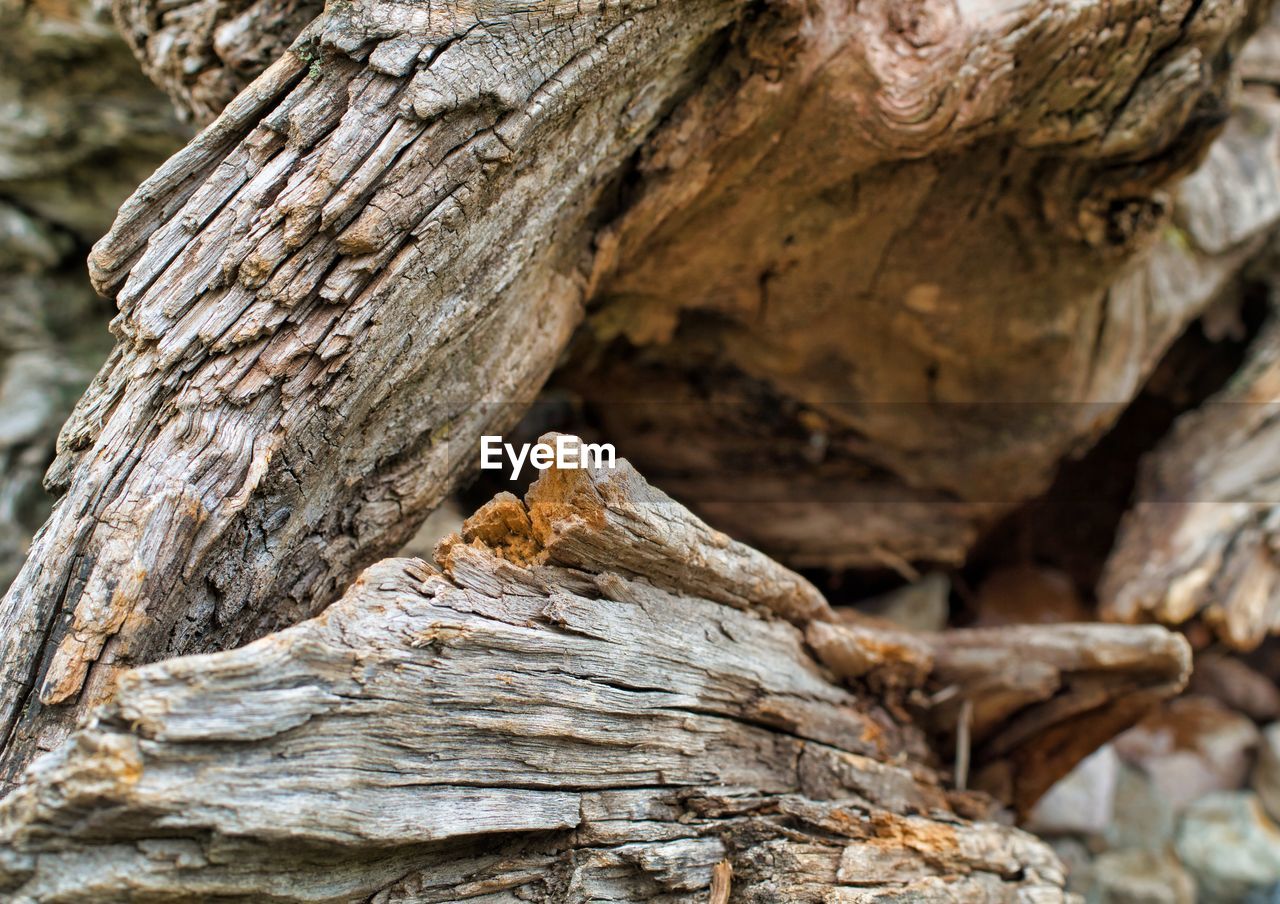 Abstract close-up of a tree trunk