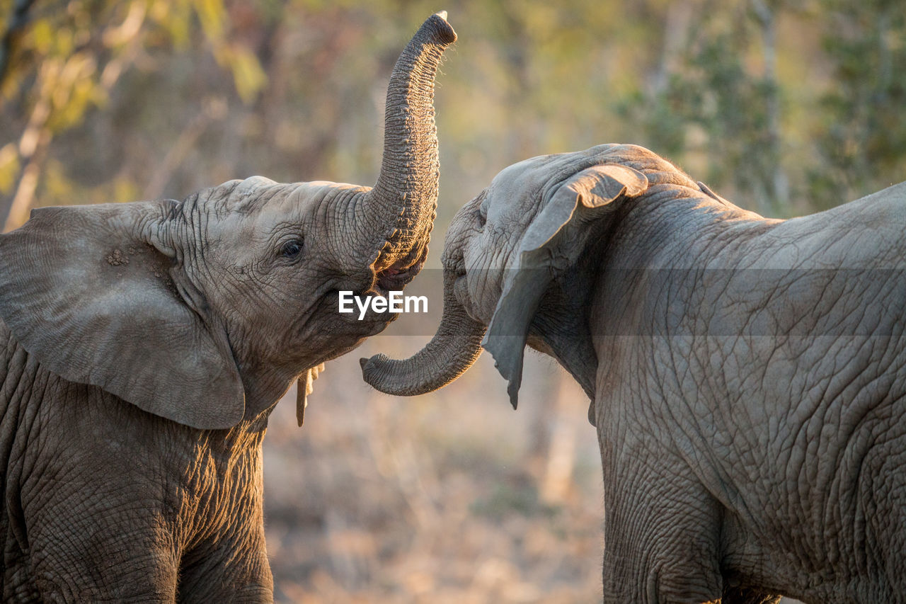 CLOSE-UP OF ELEPHANT WITH ANIMAL