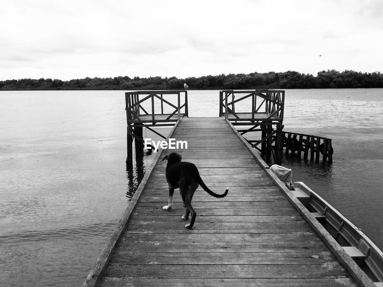 Dog walking on pier over lake against sky