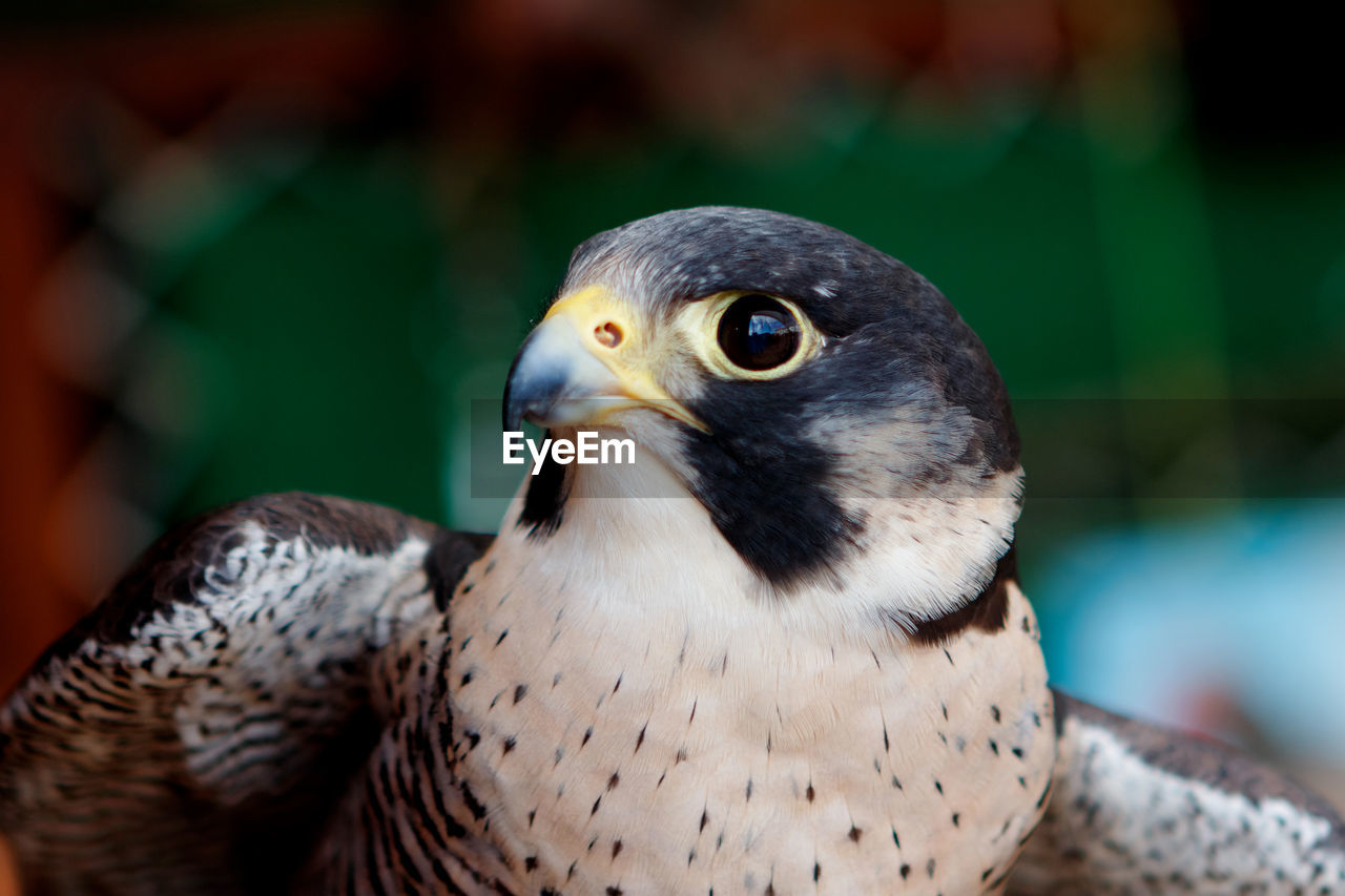 CLOSE-UP OF BIRD