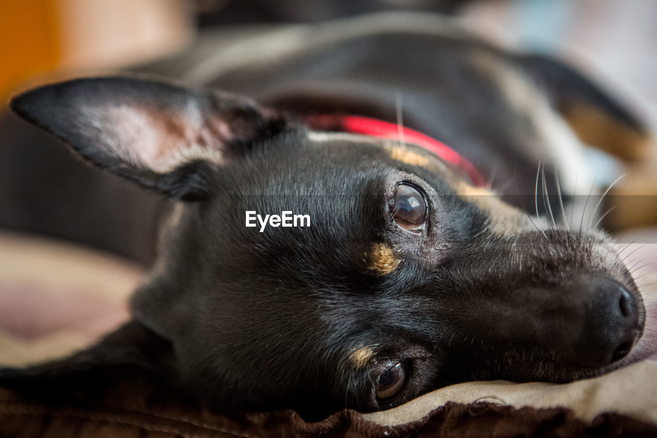 Close-up portrait of black dog resting at home