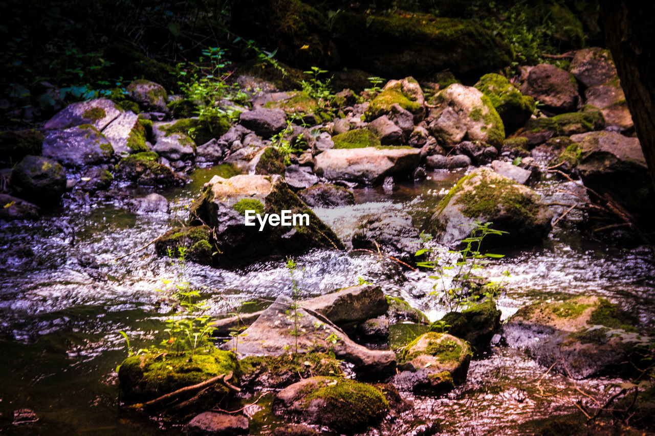 CLOSE-UP OF MOSS GROWING ON ROCKS IN FOREST