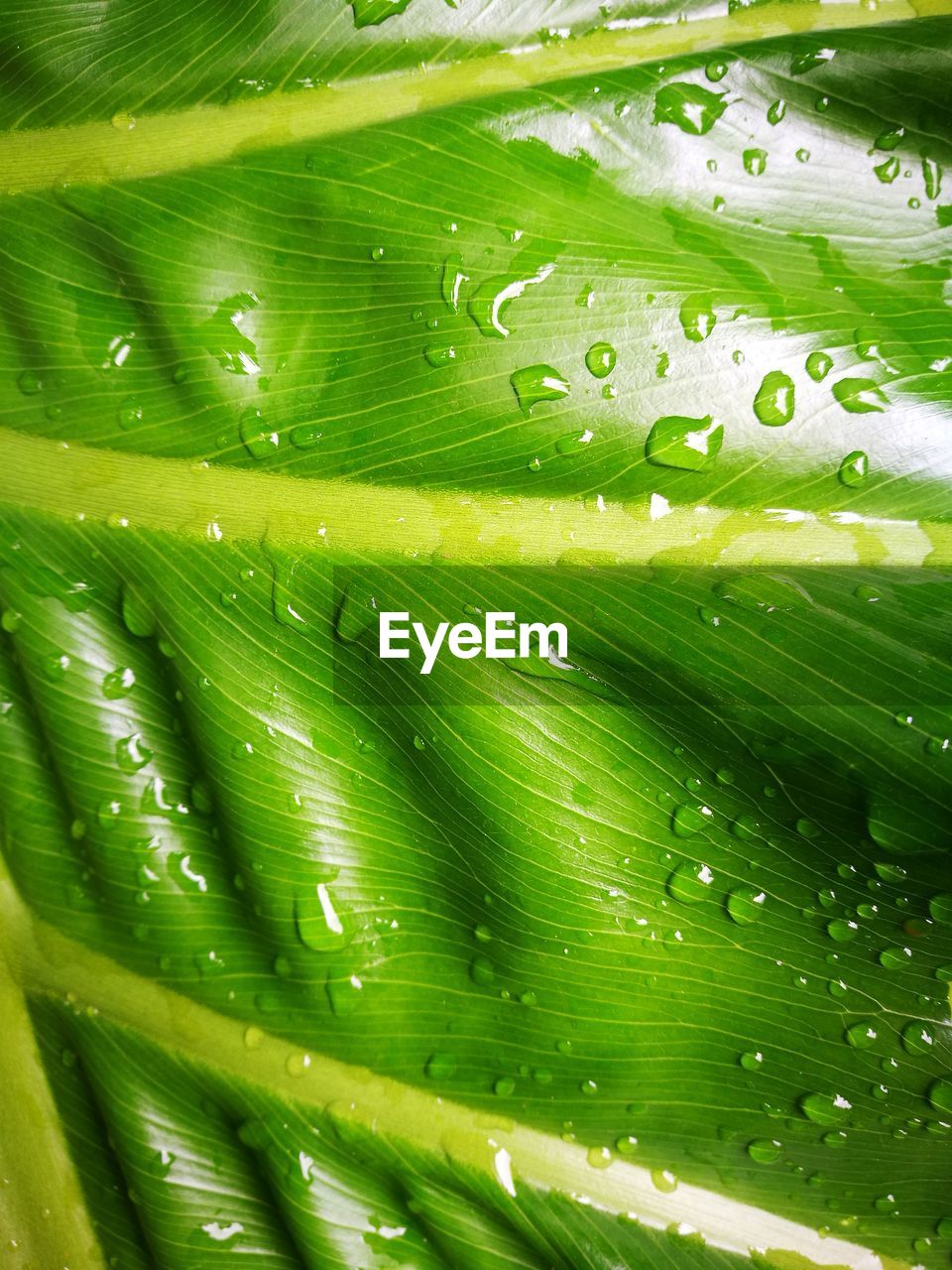 FULL FRAME SHOT OF WATER IN PARK