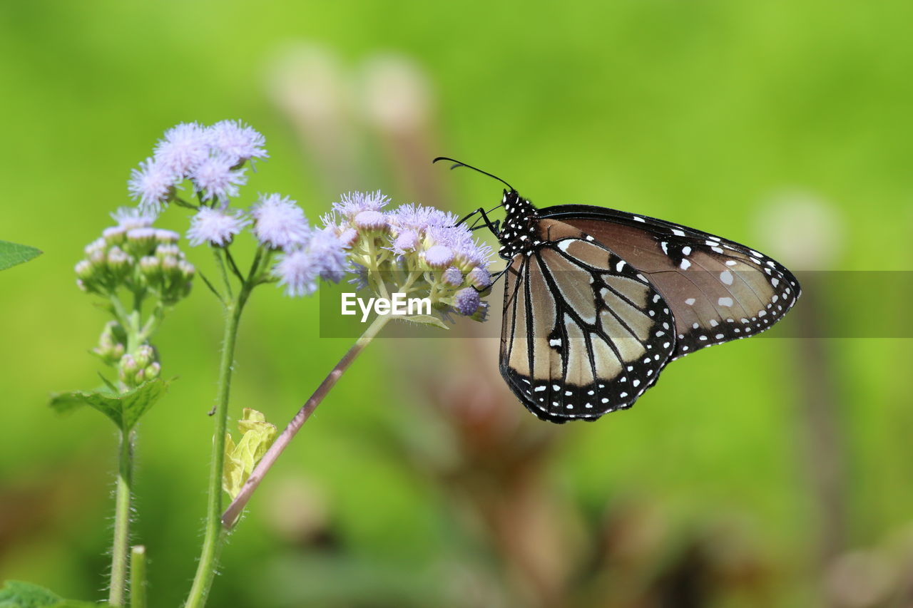 BUTTERFLY ON FLOWER