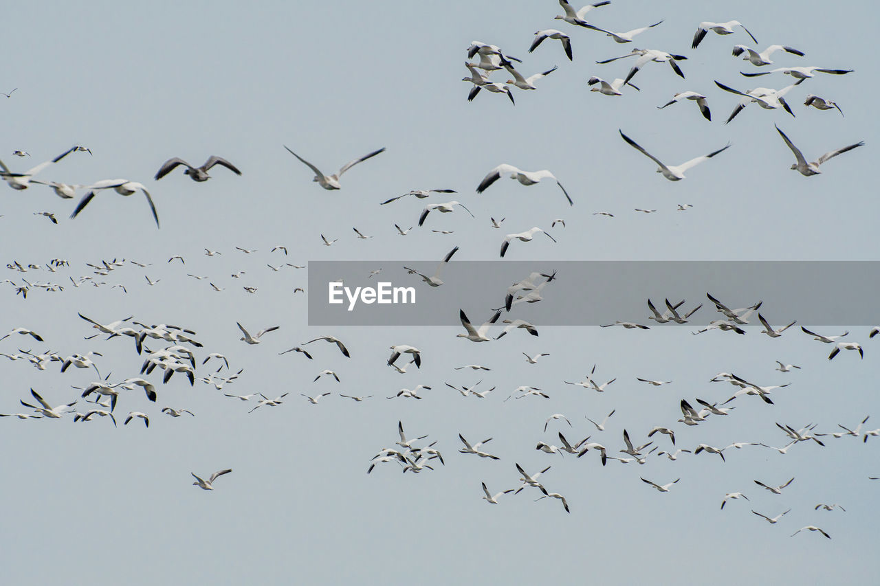 FLOCK OF BIRDS IN THE SKY