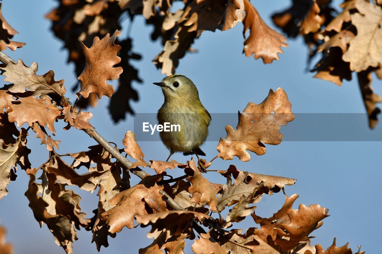 Low angle view of bird perching on tree