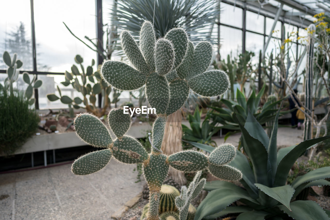 CLOSE-UP OF SUCCULENT PLANT