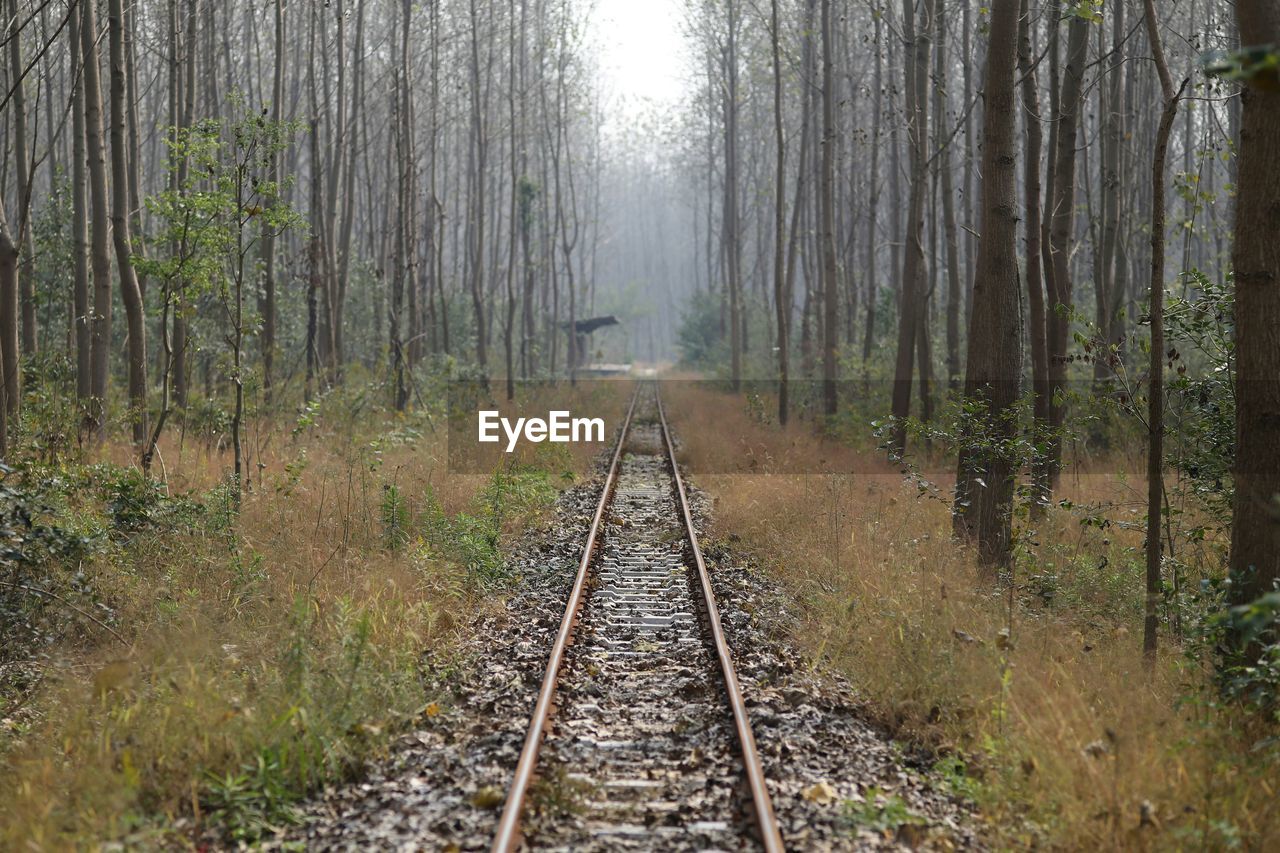 VIEW OF RAILROAD TRACKS IN FOREST