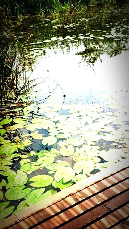 WATER LILY PADS IN LAKE