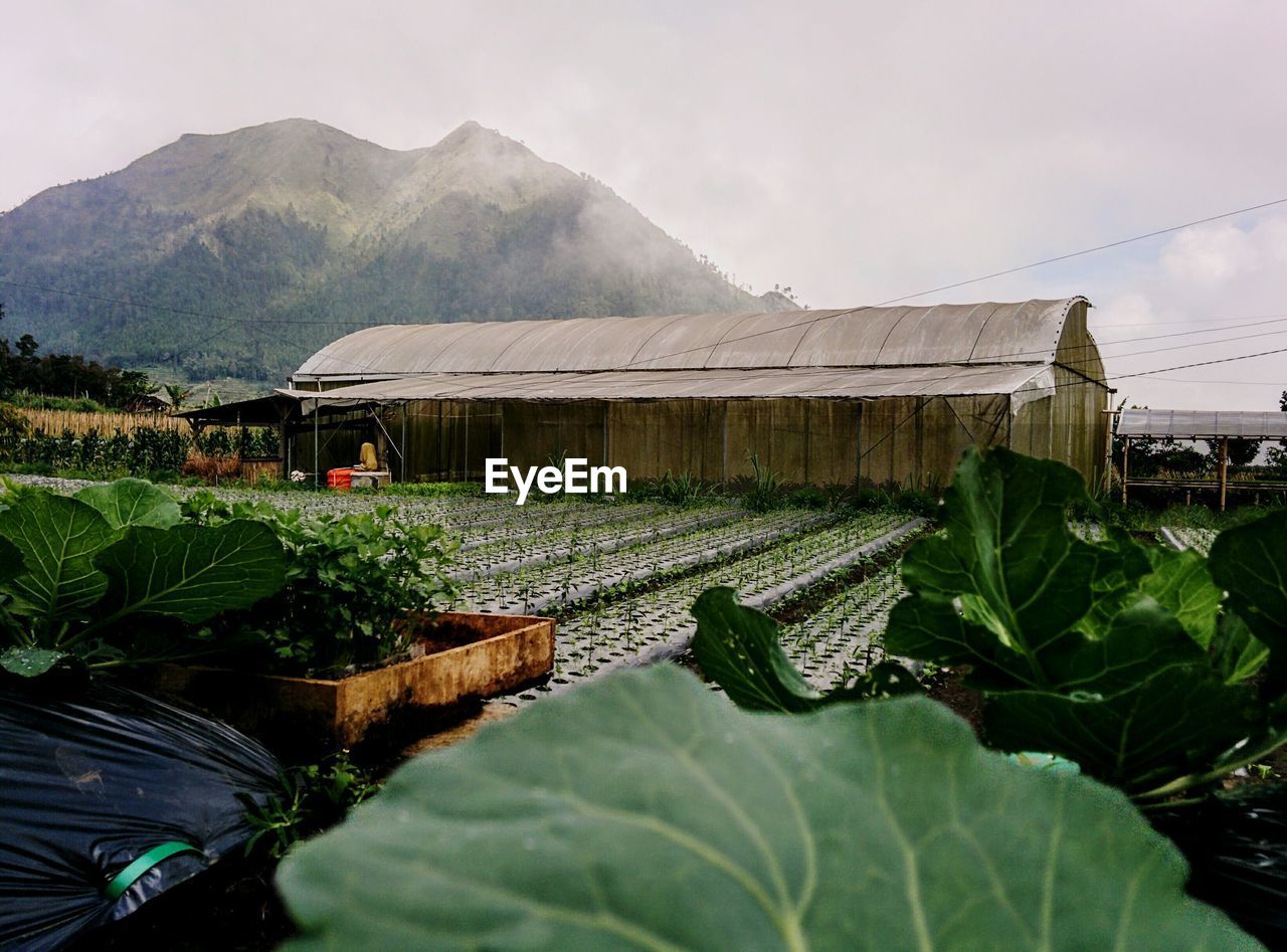 PLANTS GROWING ON FARM OUTSIDE HOUSE AGAINST SKY