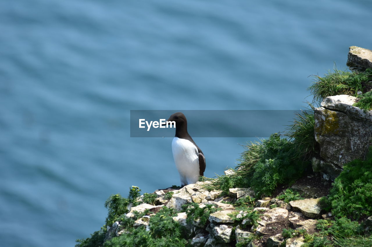 BIRD PERCHING ON ROCK AMIDST SEA