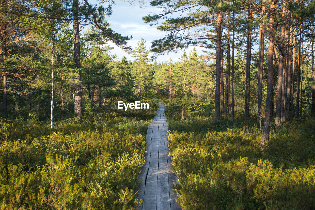 Wooden path in beautiful pine tree forest