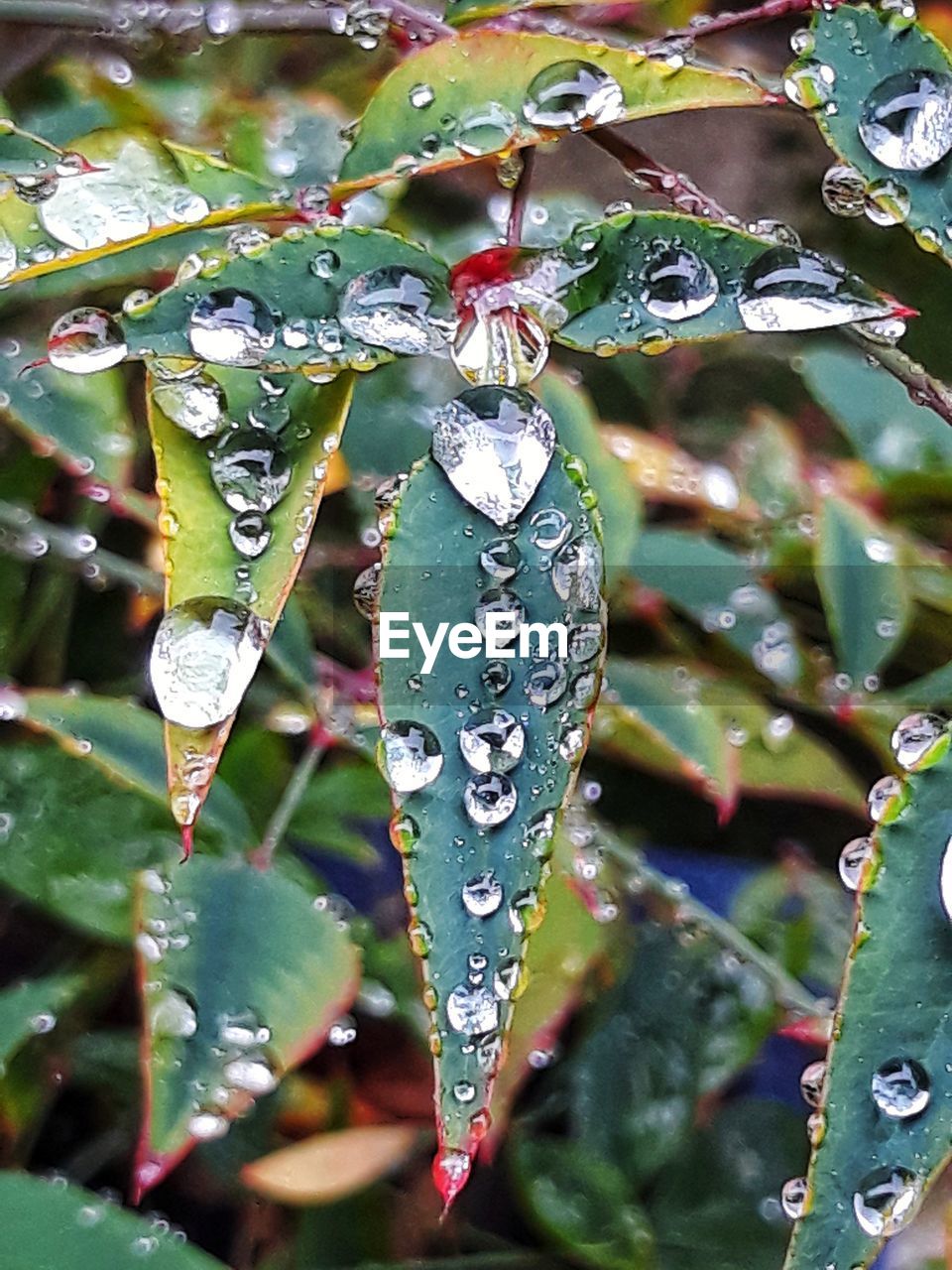 CLOSE-UP OF WATER DROPS ON PLANT