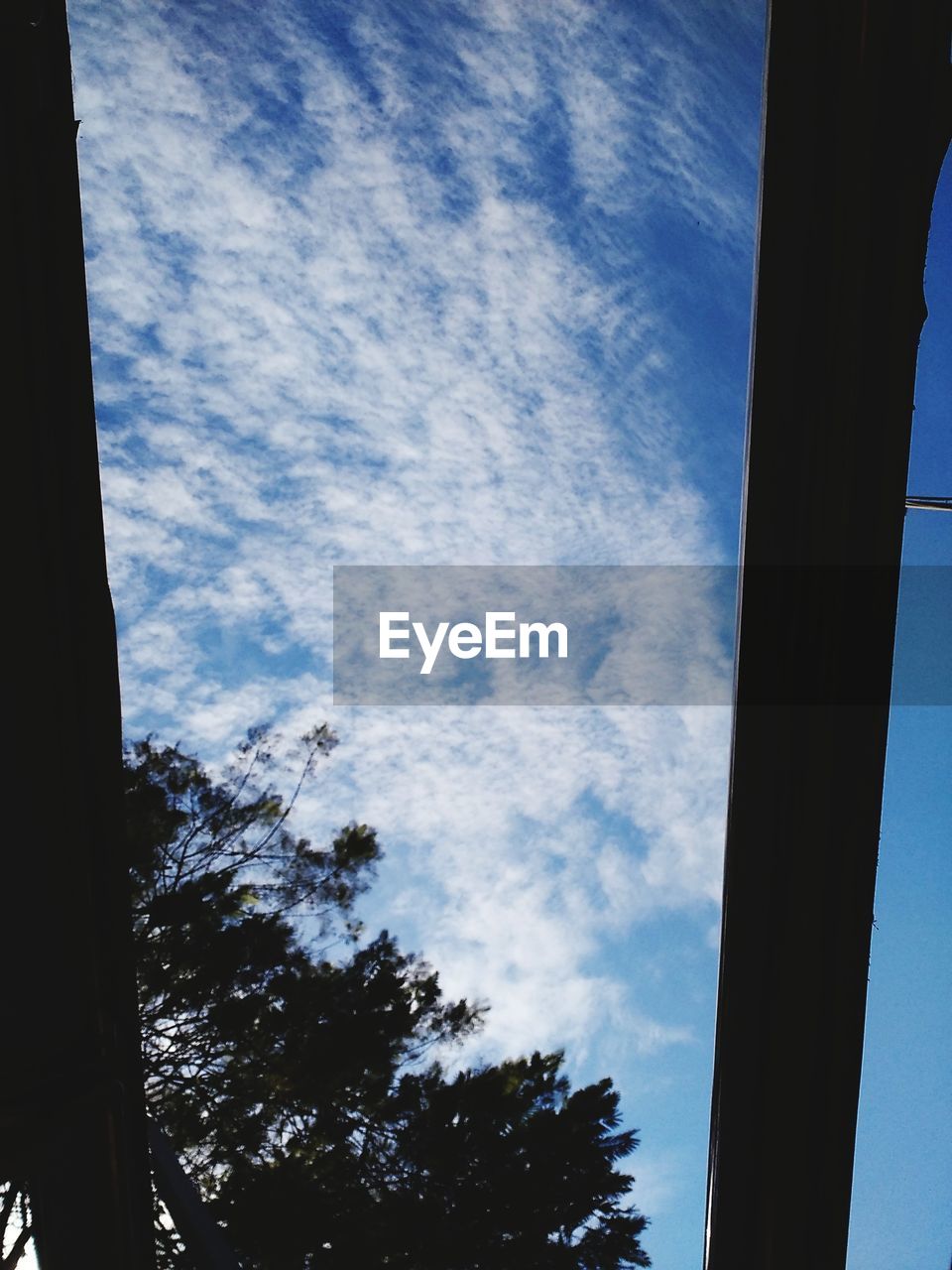 LOW ANGLE VIEW OF TREE AGAINST SKY