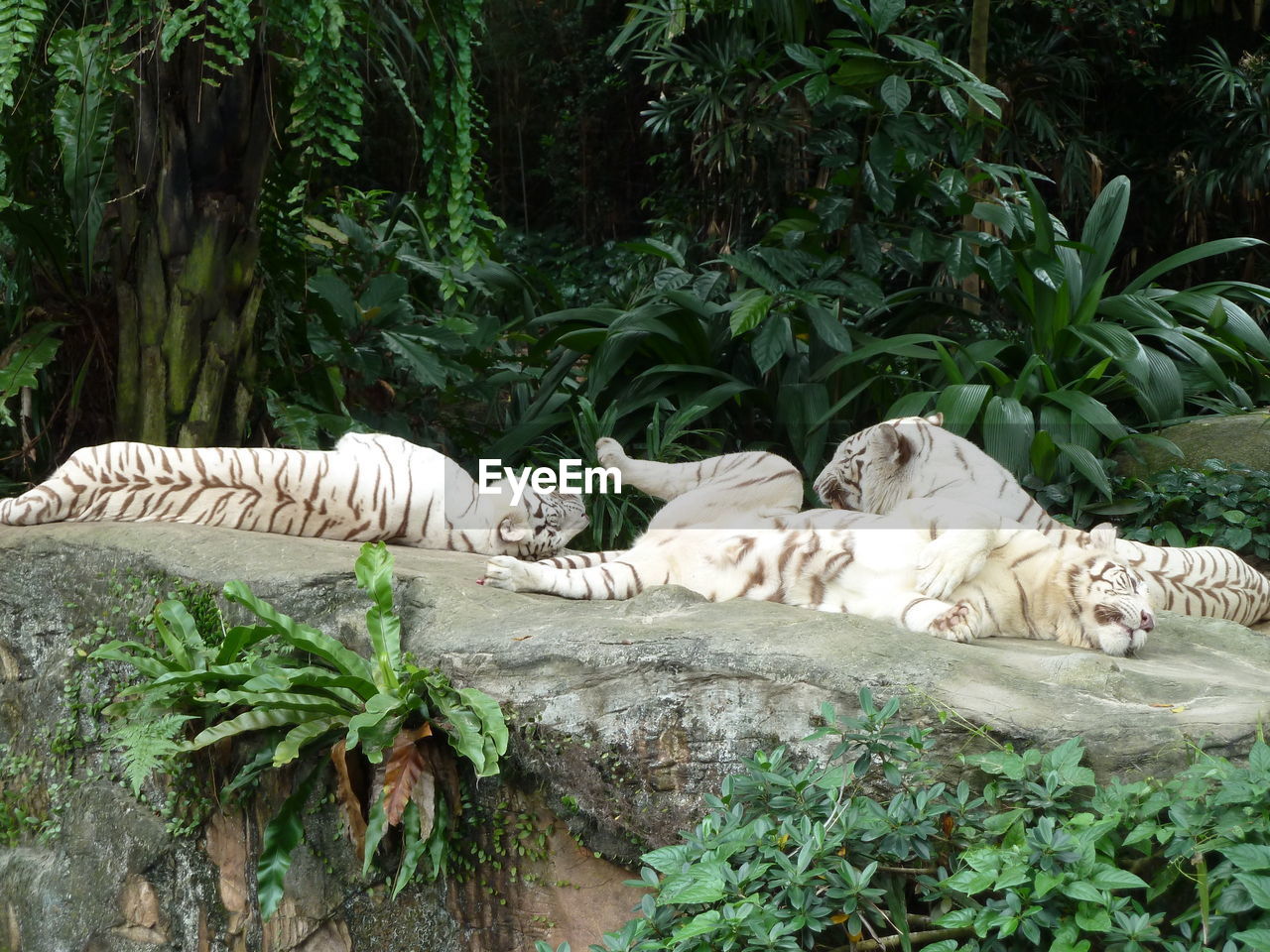 VIEW OF CAT RESTING IN A FOREST