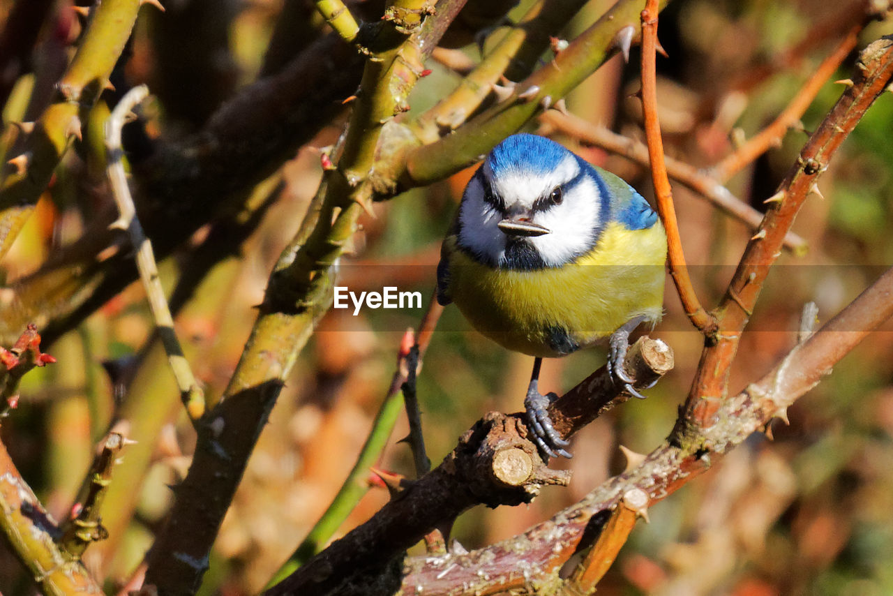 CLOSE-UP OF BIRDS PERCHING ON TREE