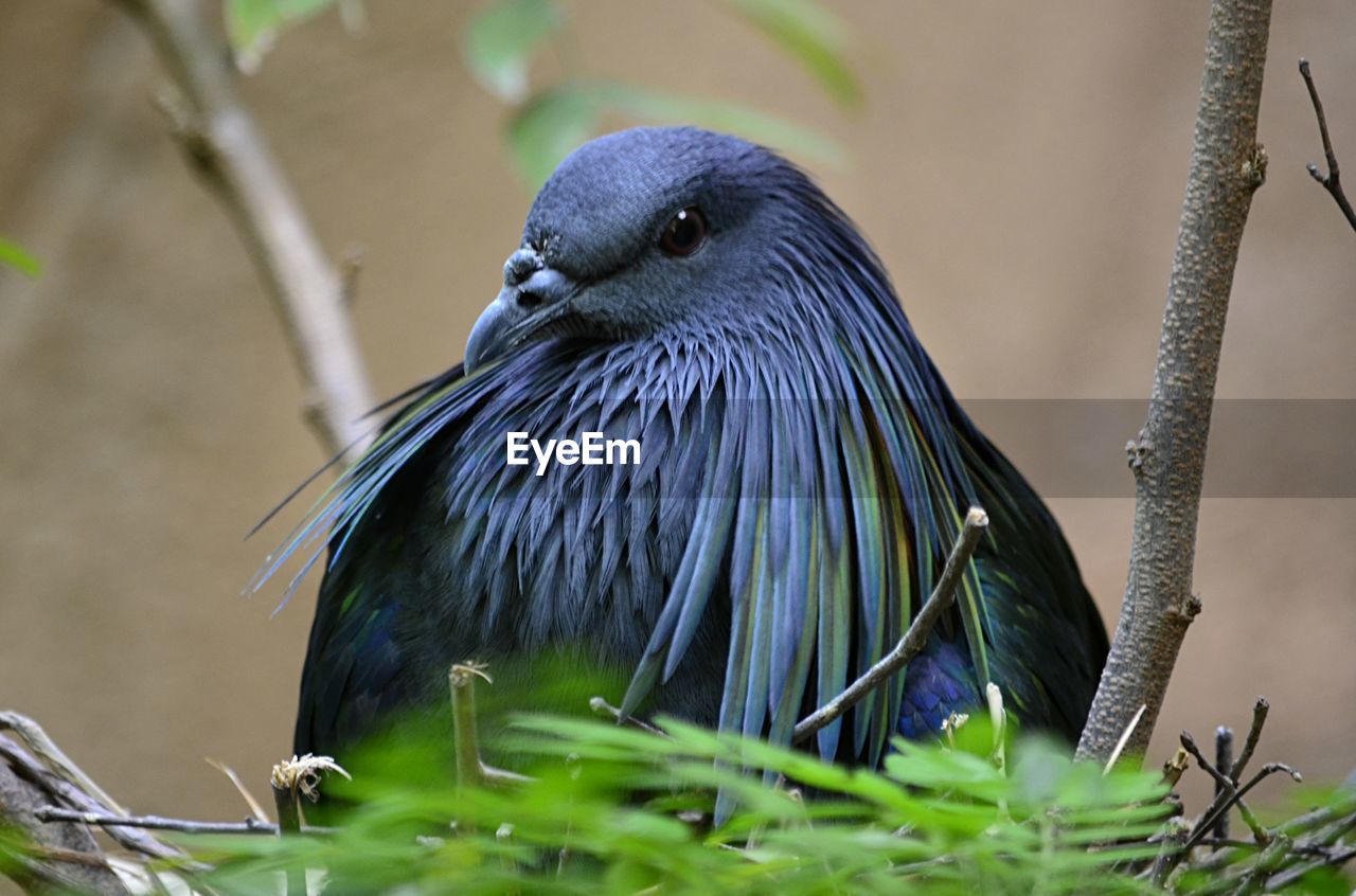 CLOSE-UP OF A BIRD PERCHING ON PLANT