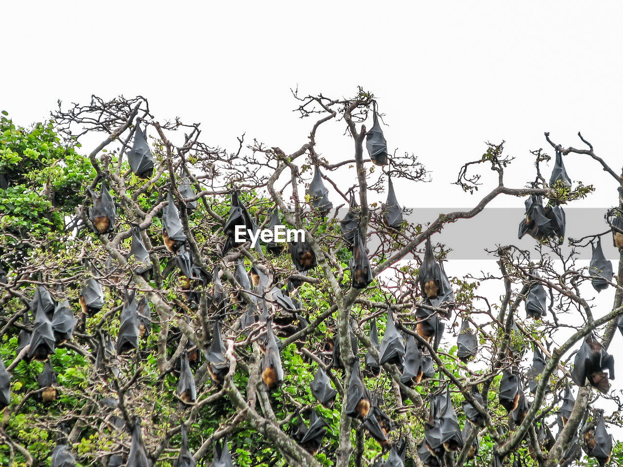 LOW ANGLE VIEW OF PLANT AGAINST CLEAR SKY