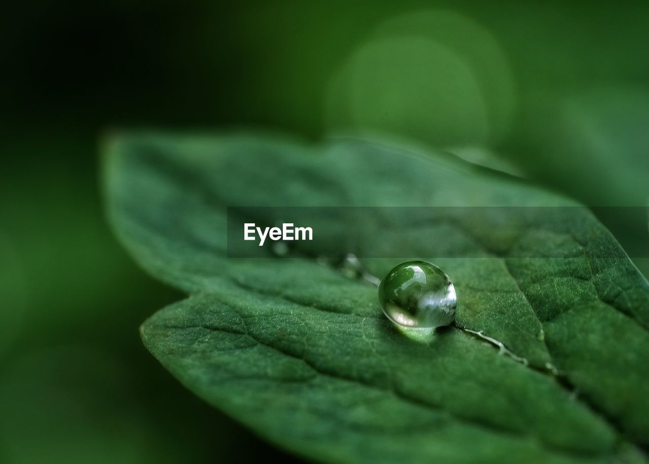 Close-up of wet leaf