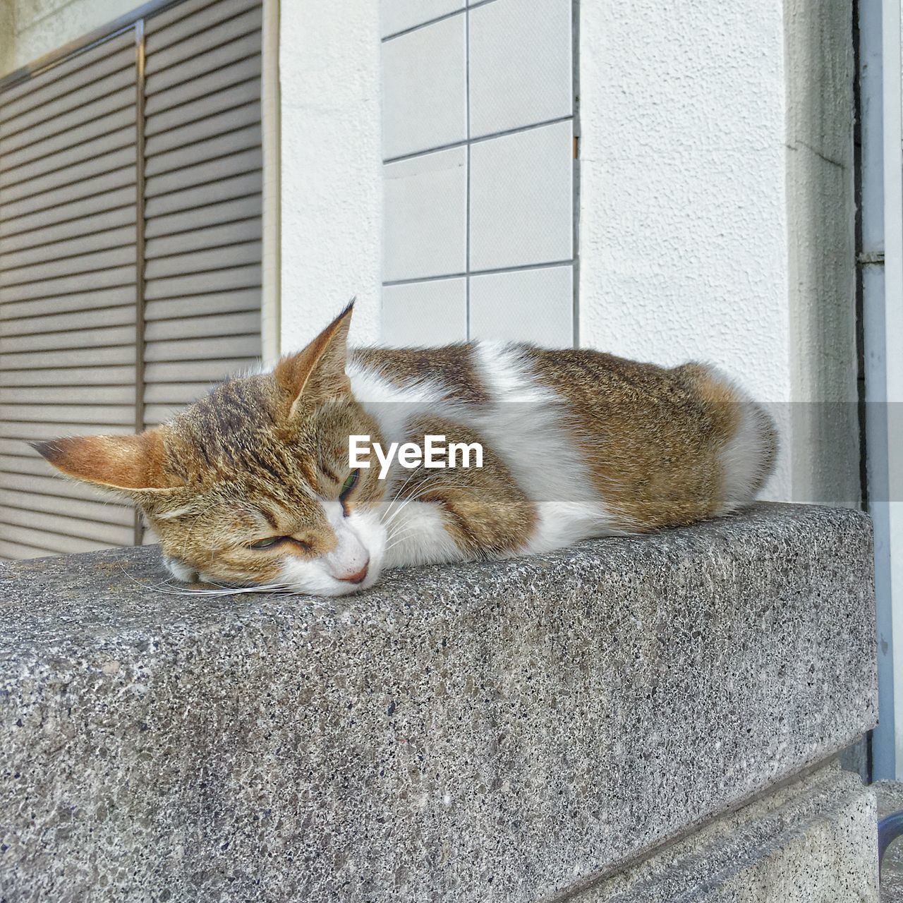 CAT SLEEPING IN FRONT OF A HOUSE