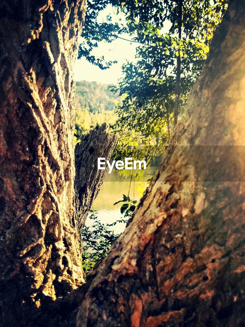 TREES GROWING ON ROCK