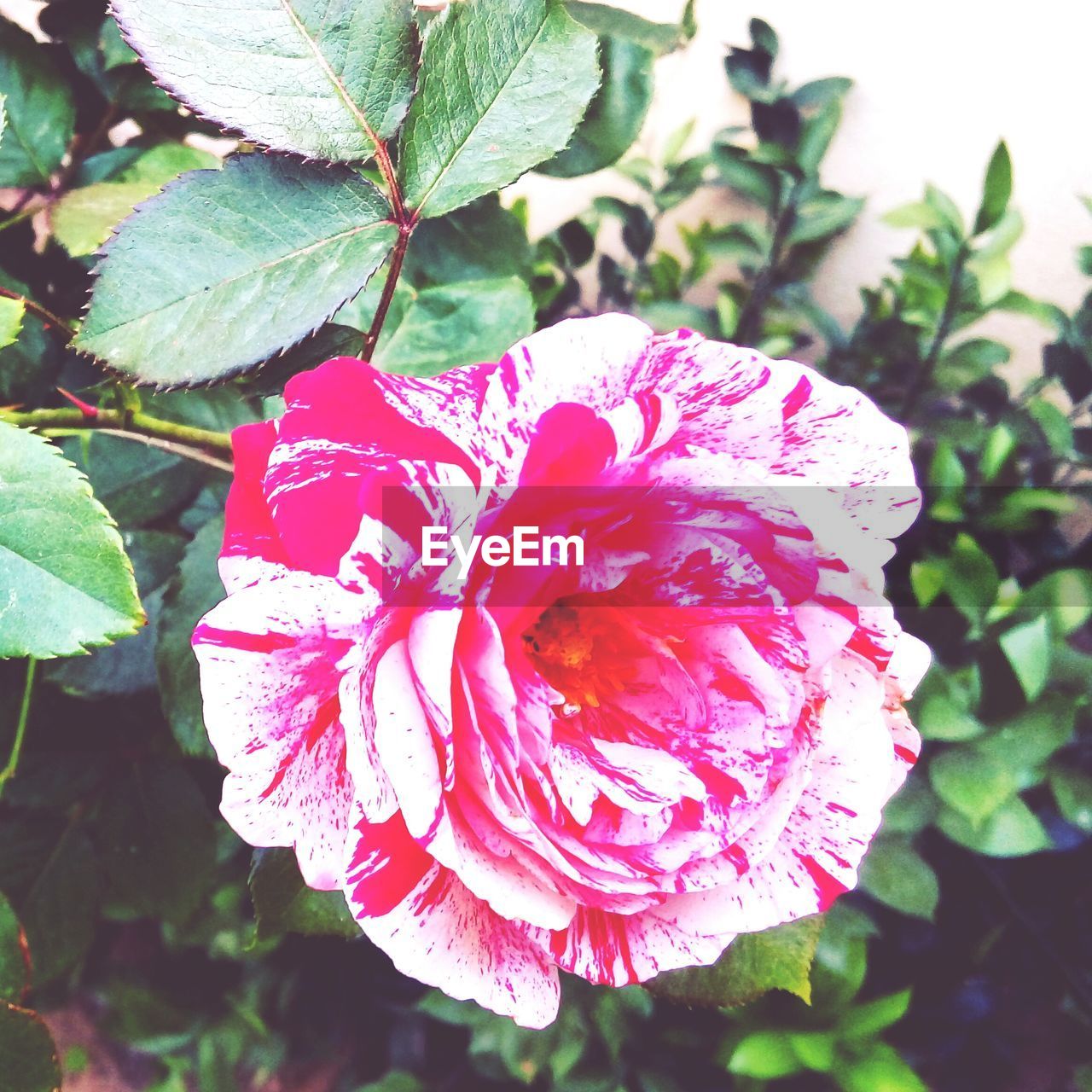 CLOSE-UP OF RED FLOWERS