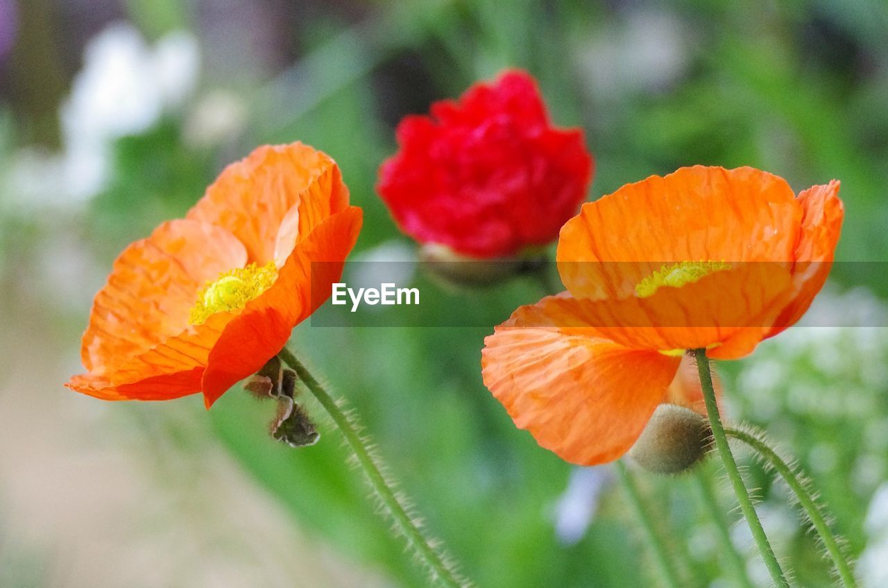 CLOSE-UP OF ORANGE POPPY FLOWERS ON PLANT