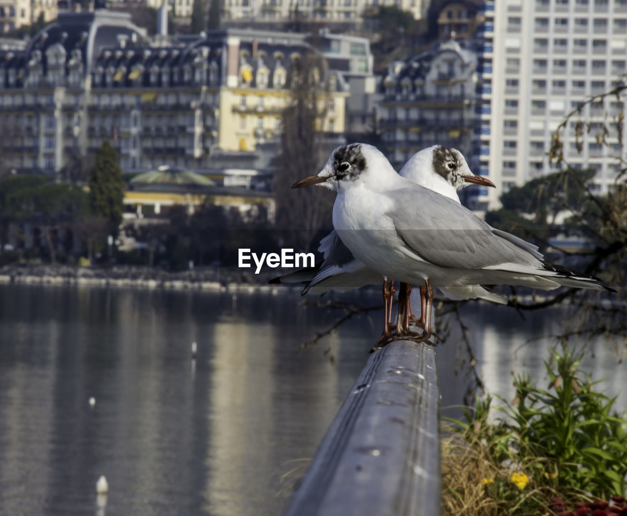 Seagull perching on railing