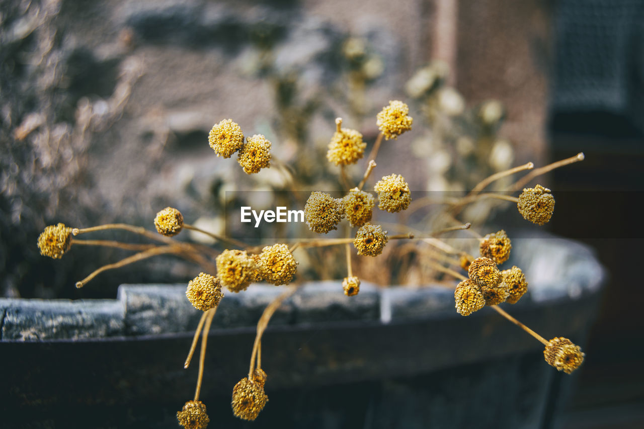 Small, yellow, half-dried santolina flowers in a pot